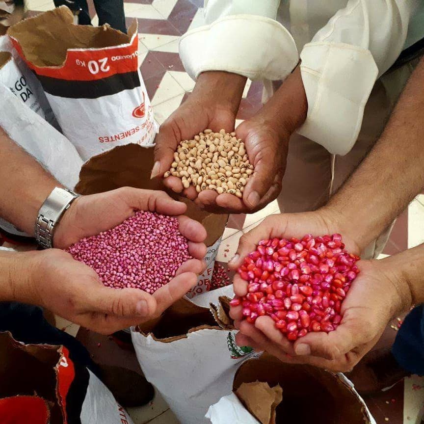 Demos o pontapé inicial para o plantio da subsistência familiar! Hoje (28) entregamos aos agricultores rurais sementes de milho, feijão e sorgo. Mais uma iniciativa do Governo do Estado em Parceria com a PMI, que viabiliza a vida do homem do campo. #SMDE#DesejoDeRenascer#RazãoDeProsperar